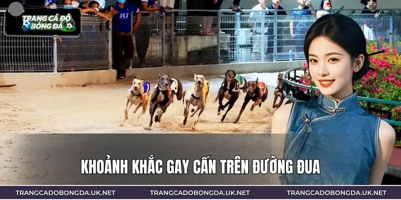 Sức hút của cá cược đua chó đến từ tốc độ và sự bất ngờ